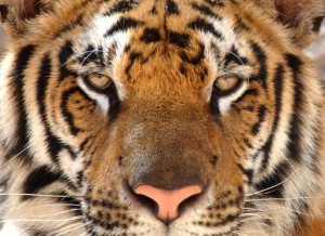 full frame of magnificent bengal tiger, thailand, asia lion leop