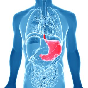 Human abdomen organs with highlighted stomach