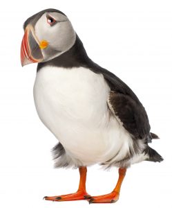 Puffins in the care sector