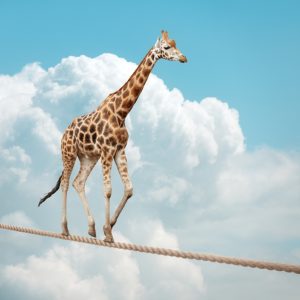 Giraffe balancing on a tightrope