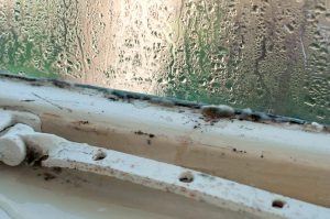 The hidden dangers of mould – part two