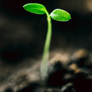Green Sprout Growing From Seed. Spring Concept Of New Life