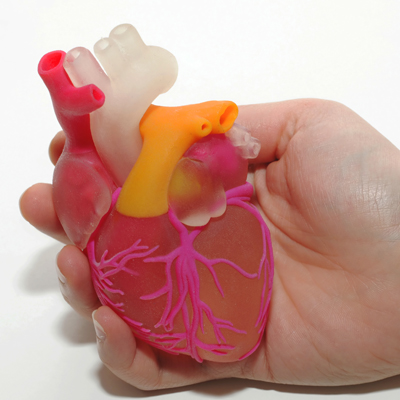 One female hand holding 3d printed human heart